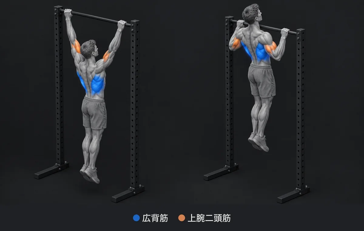 Pull Up：使う筋肉を色と名前で示した解剖イラスト